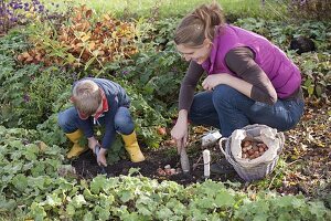 Blumenzwiebeln im Herbst zwischen Stauden stecken