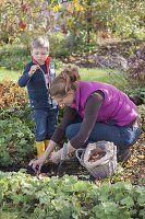 Planting flower bulbs between perennials in autumn