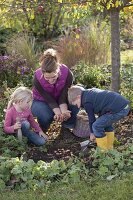 Planting flower bulbs between perennials in autumn