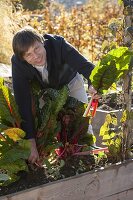 Chard harvest in raised bed