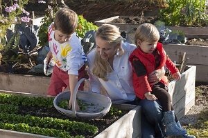 Harvesting lamb's lettuce in a raised bed