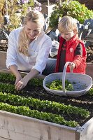 Harvesting lamb's lettuce in a raised bed