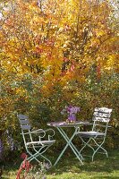 Small seat with bouquet of asters in front of ironwood tree and ornamental apples