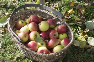 Korb mit frisch geernteten Äpfeln (Malus) - Apfelsorte 'Brettacher'