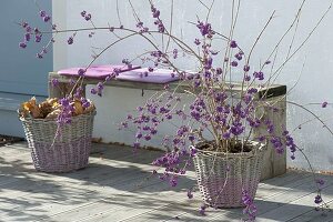 Callicarpa bodinieri 'Profusion' (Liebesperlenstrauch) mit violetten Beeren