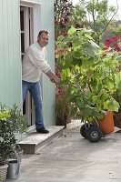 Man driving Sparmannia africana (lime tree) to the summer resort