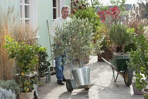 Mann bringt Olea europaea (Olivenbaum) mit Sackkarre ins Winterquartier