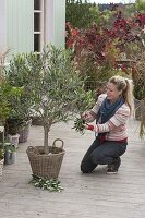 Woman pruning Olea europaea (olive tree) into shape