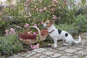 Hund Zula sitzt neben Korb mit frisch geschnittenen Rosa (Rosen)