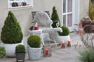 Herbstterrasse mit Buxus sempervirens (Buchs) Kegel und Kugeln