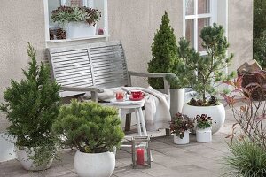 Herbstterrasse mit Koniferen