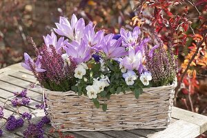 Wicker basket with colchicum (autumn crocus), viola cornuta (horned violet)