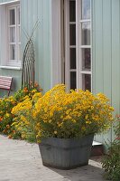 Tagetes 'Gold Medal' (marigold) in wooden pot