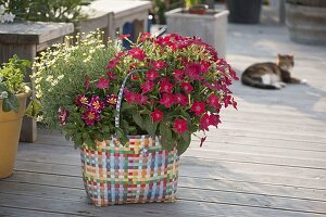 Colourful wicker basket with Nicotiana (ornamental tobacco), Dahlia (dahlia)