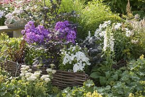 Phlox paniculata 'Uspech' (Flammenblumen) in Beet mit Einfassung