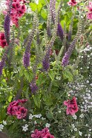 Teucrium hyrcanicum (Kaukasus Gamander), Blütezeit von Juni-Oktober