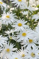 Leucanthemum superbum 'Sunny Side Up' (Daisies)