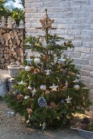 Abies nordmanniana, decorated with stars