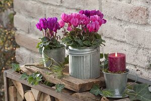 Cyclamen persicum 'Deep Rose', 'Magenta' in zinc vessels