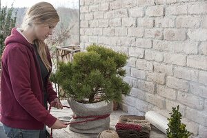 Pack Pinus mugo 'Pug' (Dwarf Pine) in winter-proof