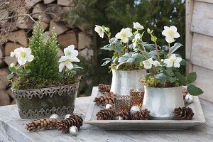 Helleborus niger 'Anja', 'Christmas Star' (Christmas roses) in silver planters