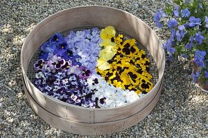 Viola flowers are drying for tea