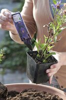 Woman planting terracotta bowl with fat hen and various thyme