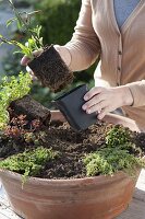 Woman planting terracotta bowl with fat hen and various thyme