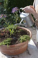 Woman planting terracotta bowl with fat hen and various thyme