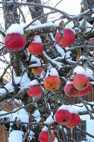 Verschneite Äpfel am Baum als Vogelfutter