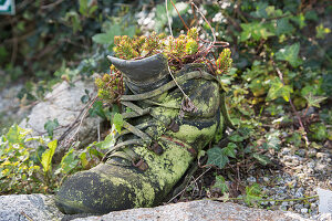 Alter Schuh bepflanzt mit Tripmadam und Felsenfetthenne