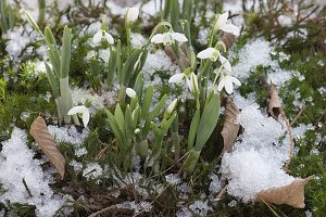 Galanthus nivalis (snowdrop) in moss