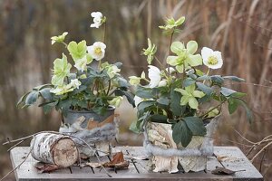 Peeling birch bark for decorative purposes