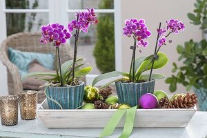 Mini-Phalaenopsis (Malayenblume, Schmetterlingsorchidee)