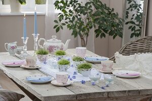 Table decoration with Soleirolia soleirolii (bobbed head) in small cups