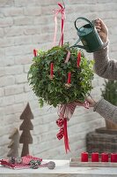 Hedera helix gorwn as a ball in a hanging basket, decorated for Christmas