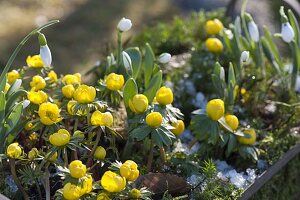 Eranthis hyemalis and Galanthus nivalis