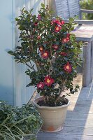 Camellia sasanqua 'Yuletide' (Kamelie)