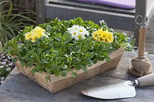 Spankorb bepflanzt mit Feldsalat (Valerianella locusta) und Primula acaulis