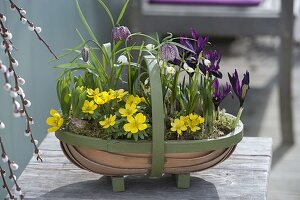 Woodchip basket with Eranthis hyemalis, Fritillaria meleagris