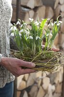 Snowdrops in the wicker nest