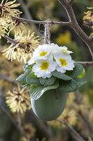 Primula acaulis (Primel) Hamamelis (Zaubernuss) aufgehängt