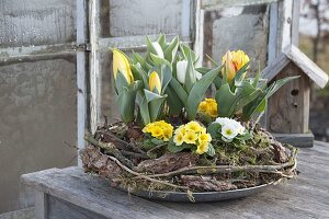 Tulipa (Tulpen) und Primula acaulis (Primeln) in Kranz aus Rinde, Moos