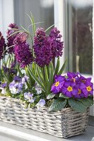 Korbkasten mit Hyacinthus 'Purple Sensation' (Hyazinthen), Primula acaulis