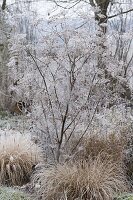 Frozen fennel (foeniculum) between grasses in the bed