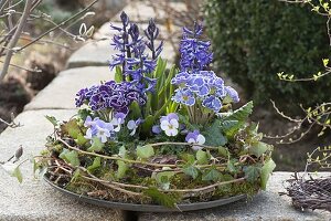 Primula Siroccoco 'Blue', 'Purple', Hyacinthus multiflora