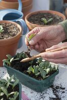 Vegetable growing in heatable sowing bowls