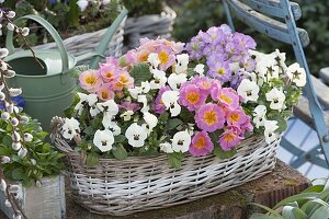 Korb-Jardiniere mit Primula acaulis (primeln) und Viola cornuta Callisto