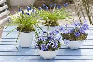 Viola cornuta 'Marina' (Horned Violet), Muscari armeniacum