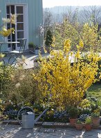Flowering forsythia in the patio